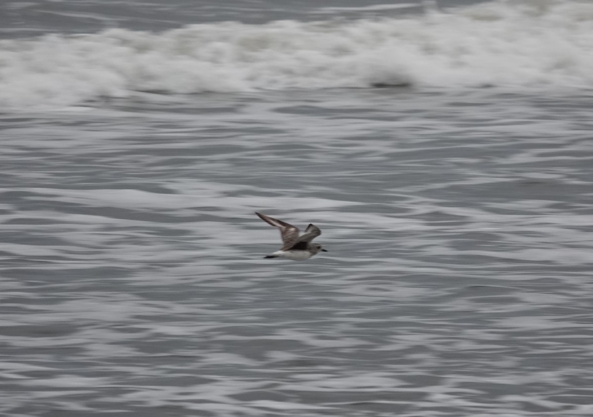 Black-bellied Plover - ML620291037