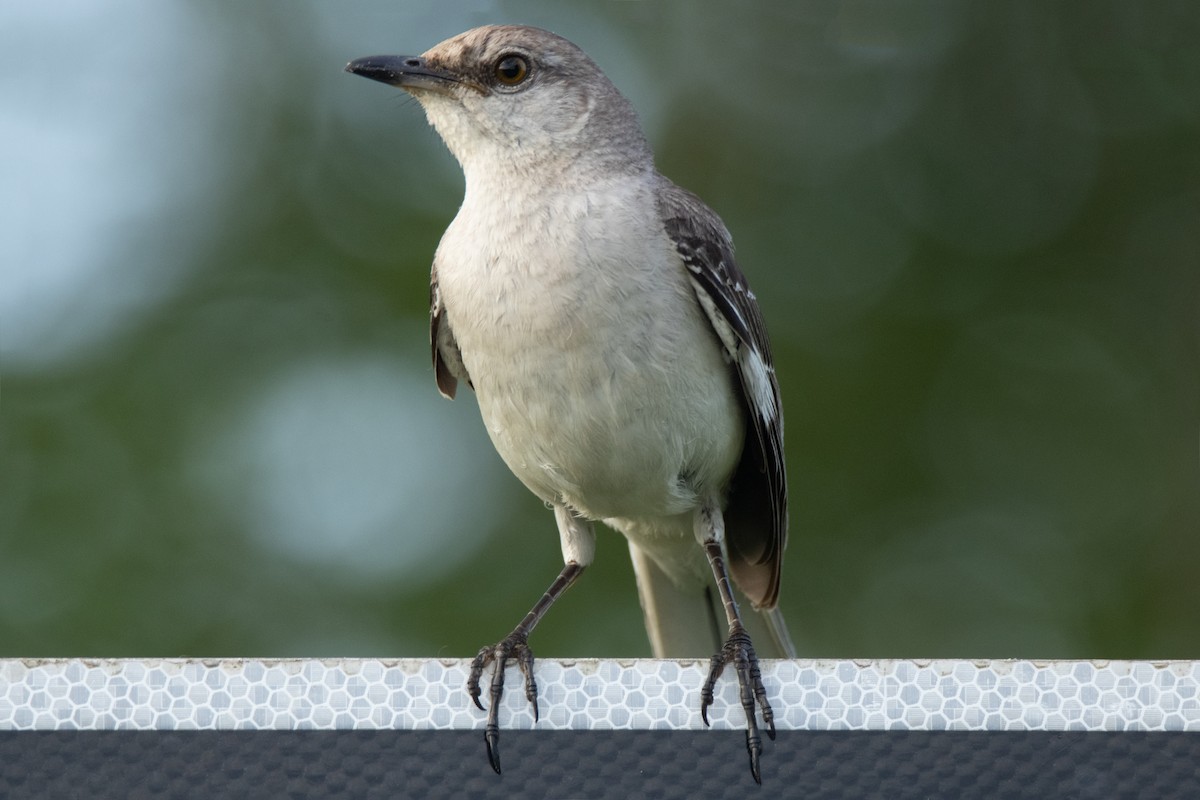 Northern Mockingbird - ML620291041