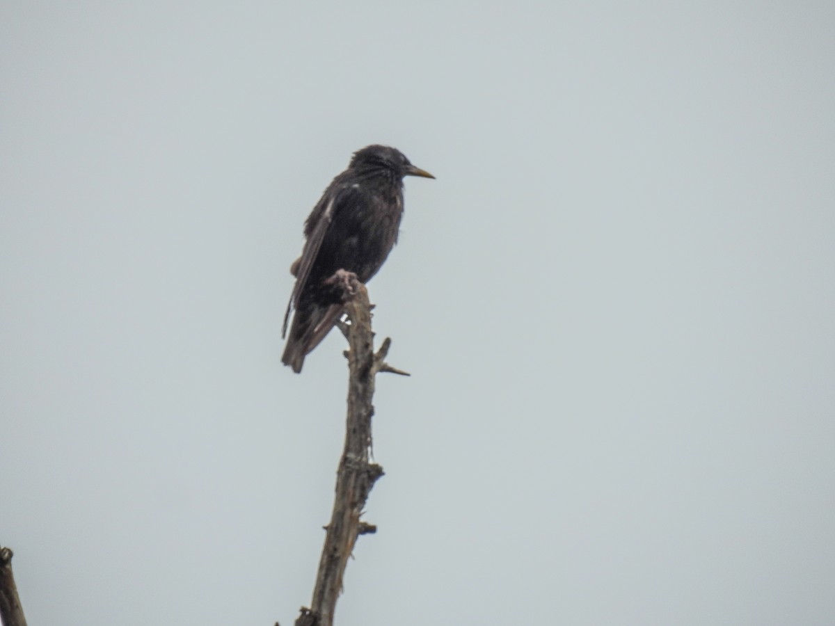 European Starling - ML620291043