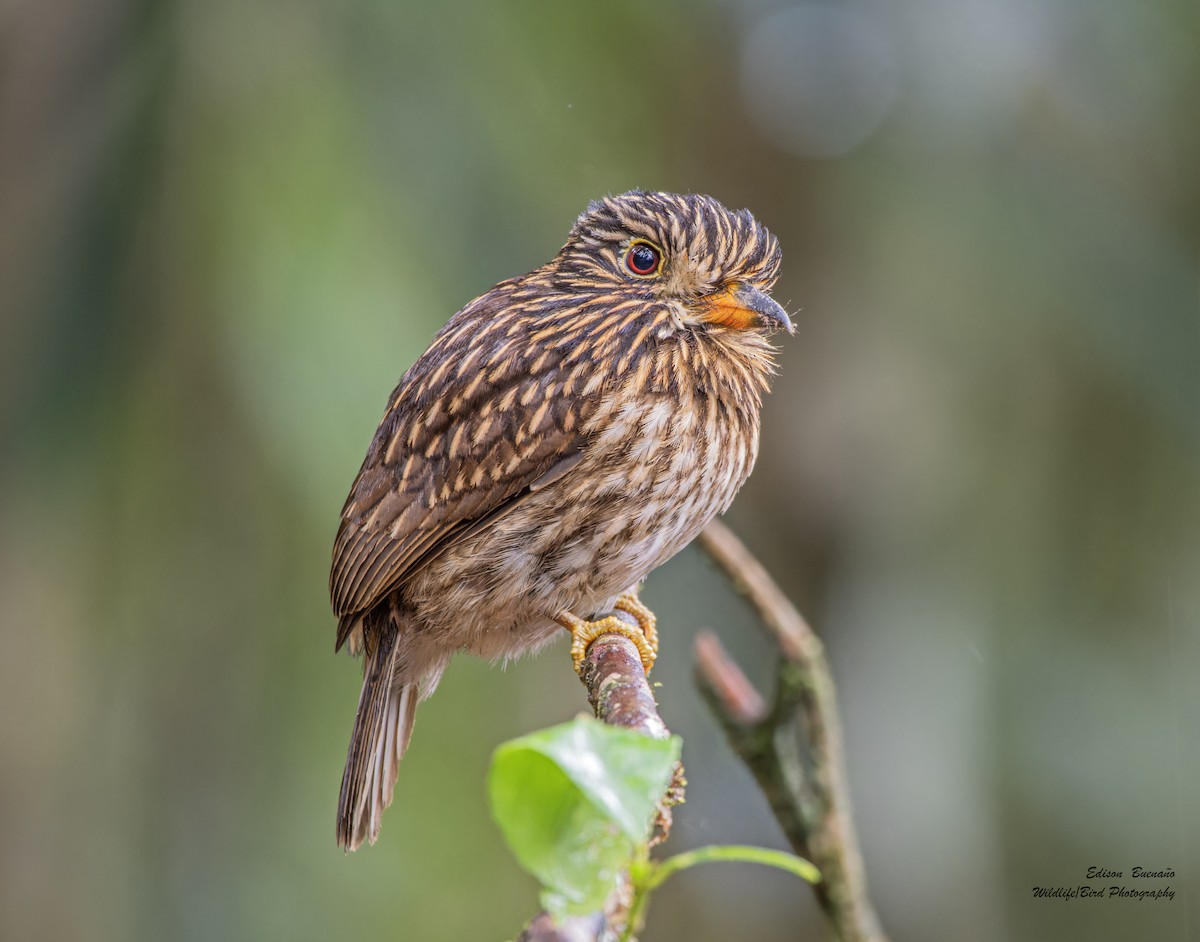 White-chested Puffbird - ML620291047