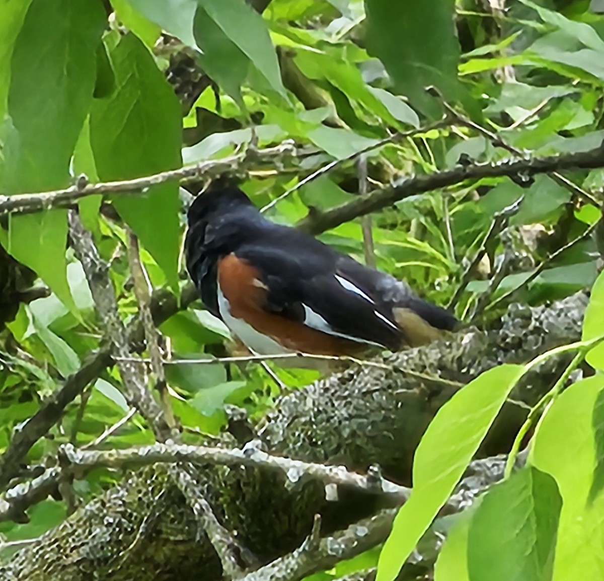 Eastern Towhee - ML620291049