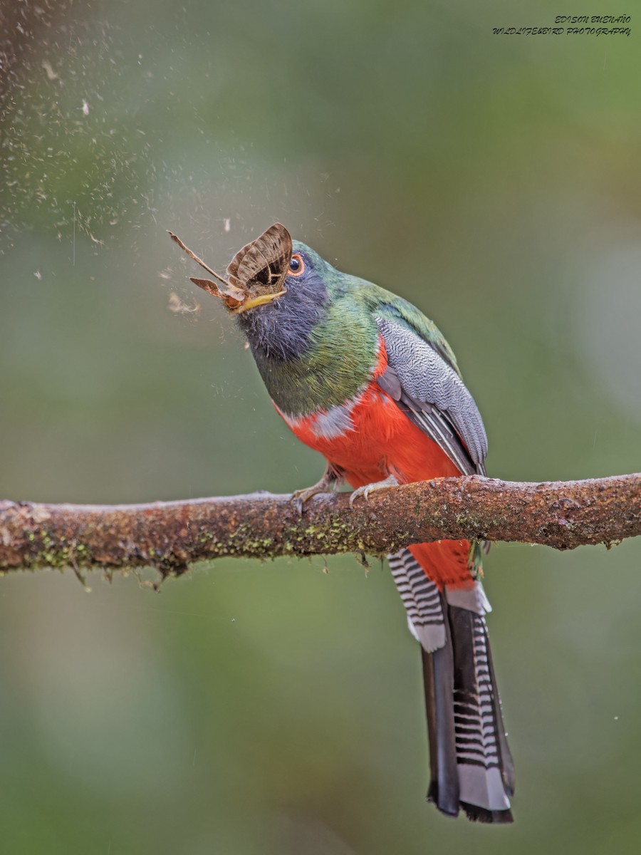 Collared Trogon - ML620291051