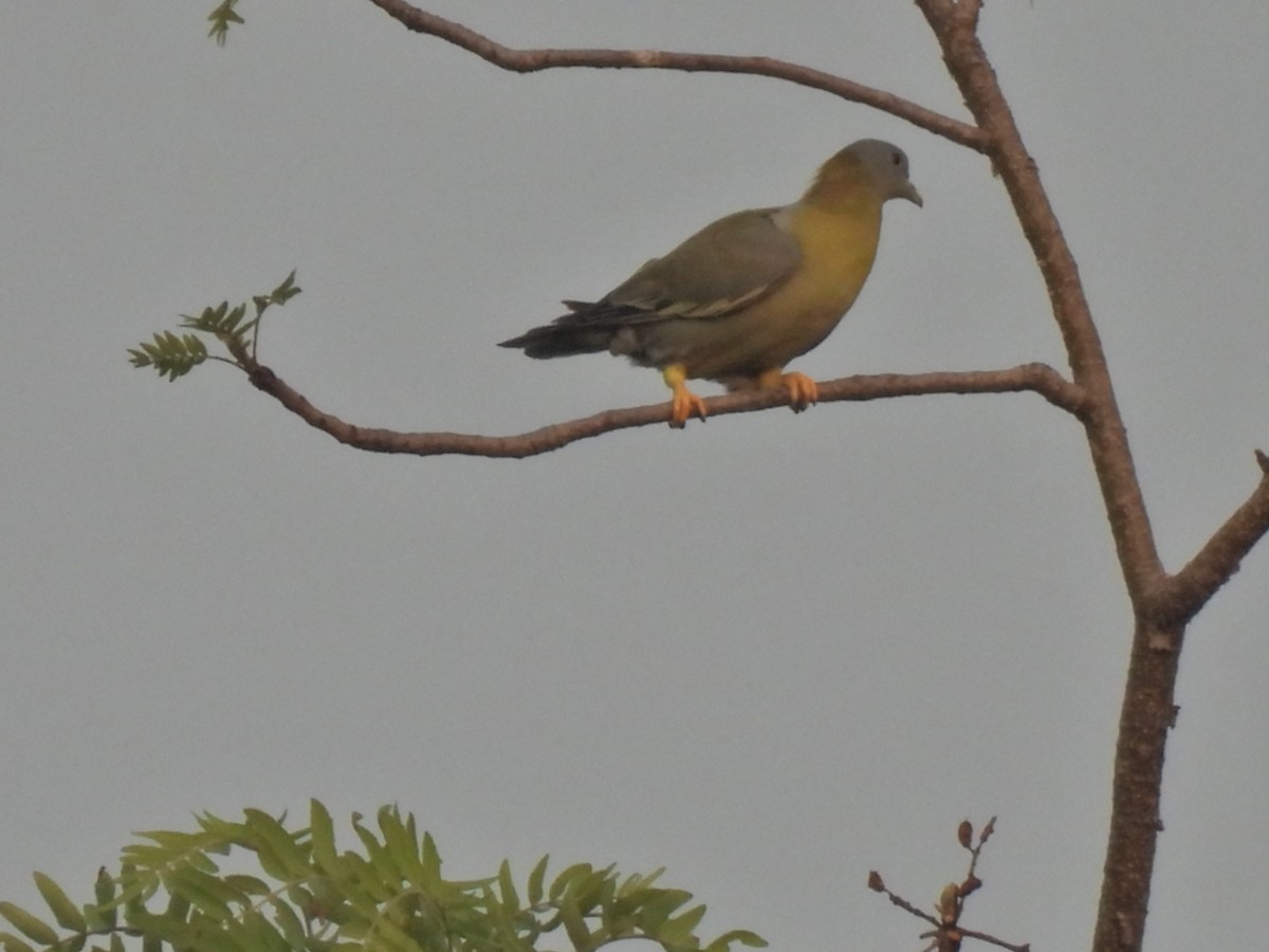 Yellow-footed Green-Pigeon - ML620291052