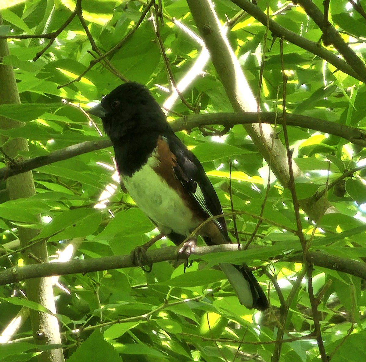 Eastern Towhee - ML620291054