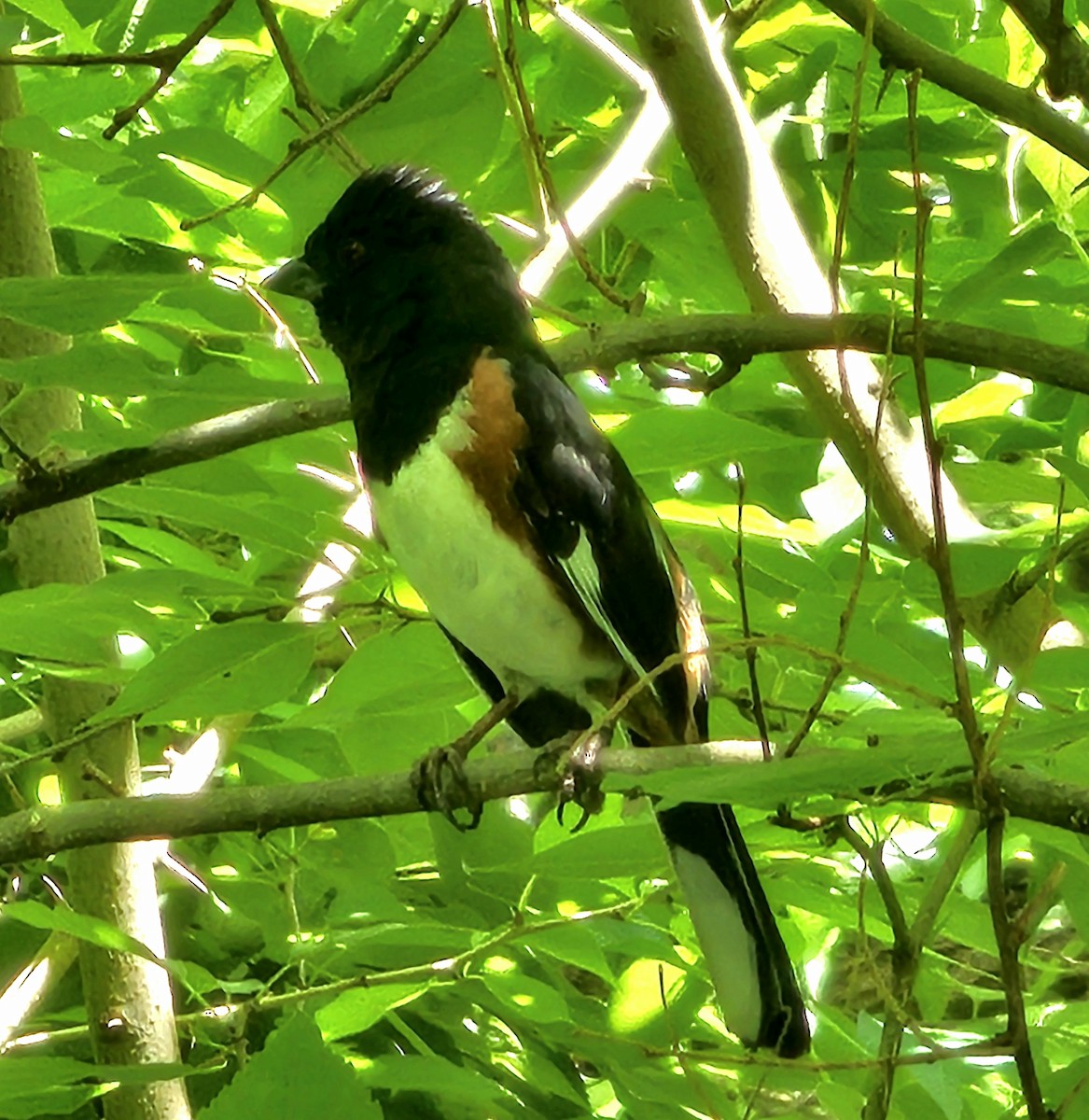 Eastern Towhee - ML620291055