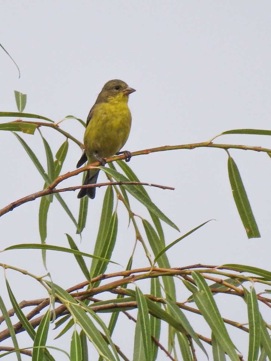 Lesser Goldfinch - ML620291057