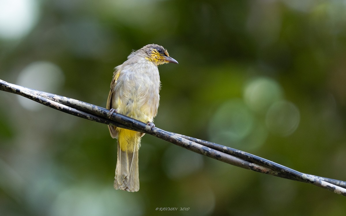 Stripe-throated Bulbul - ML620291060