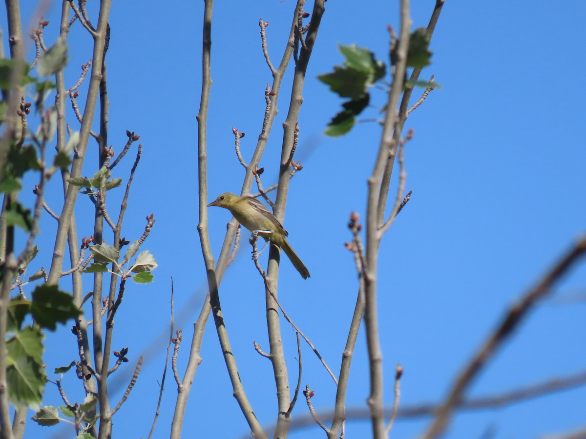 Hooded Oriole - ML620291063