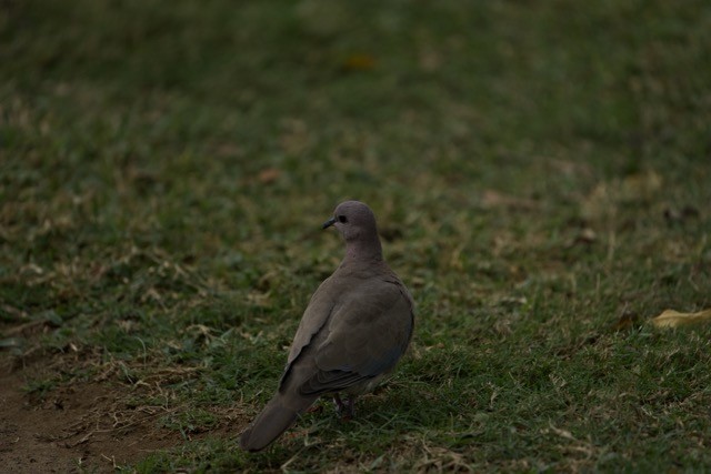 Rock Pigeon - ML620291066