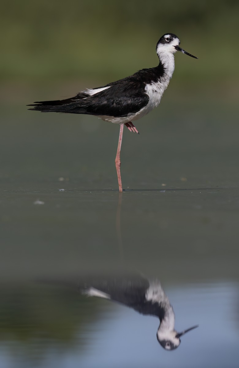 Black-necked Stilt (Black-necked) - ML620291067