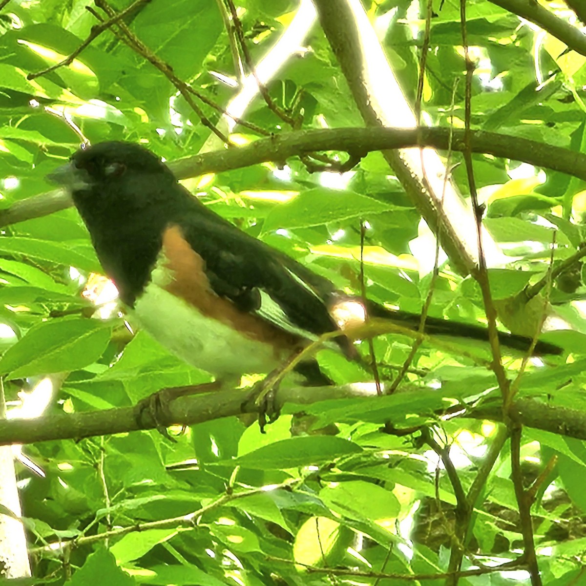 Eastern Towhee - ML620291068