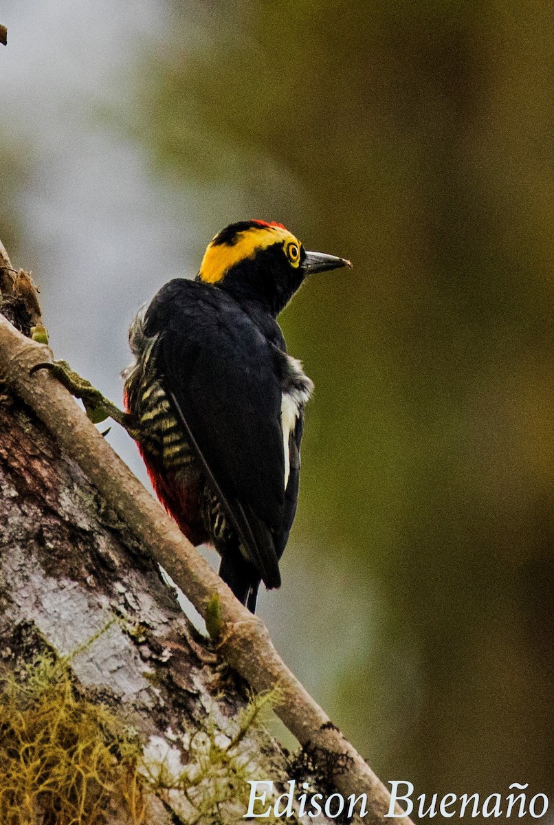 Yellow-tufted Woodpecker - ML620291070