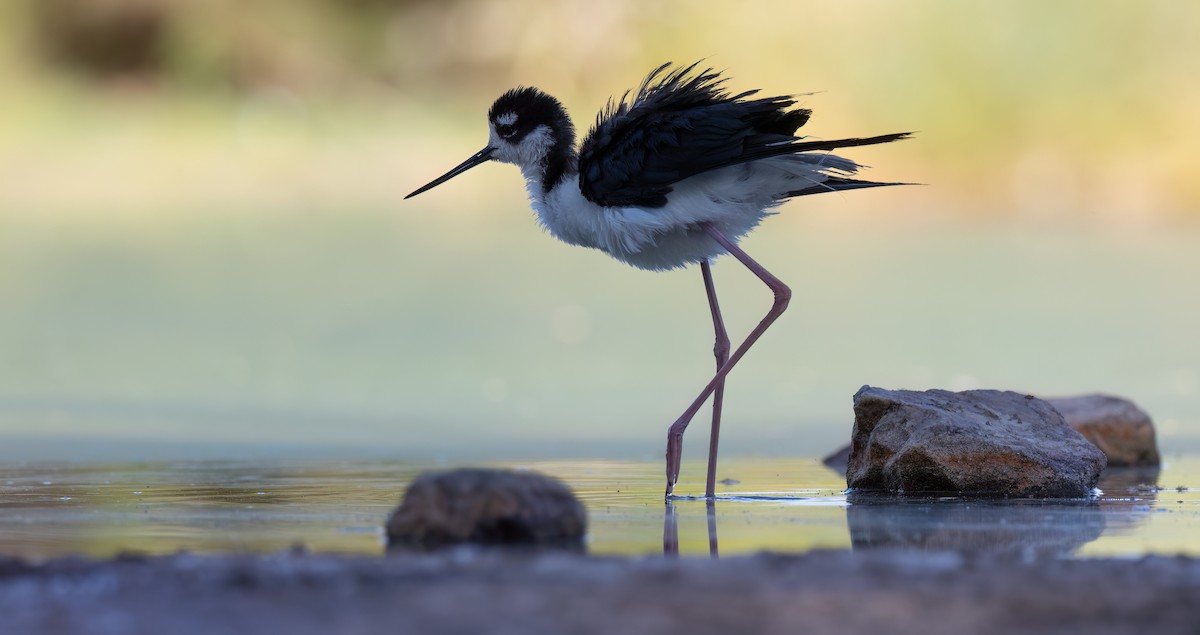 Black-necked Stilt (Black-necked) - ML620291072