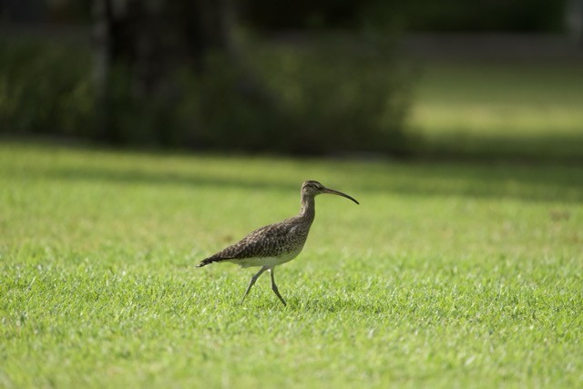 Whimbrel/Eurasian Curlew - ML620291074