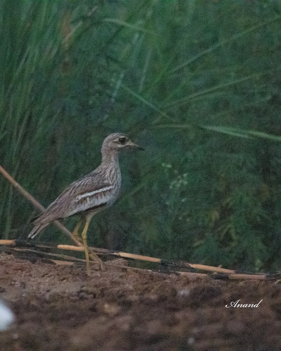 Indian Thick-knee - ML620291076