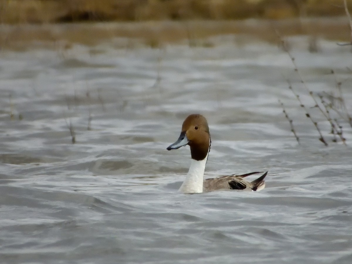 Northern Pintail - ML620291081