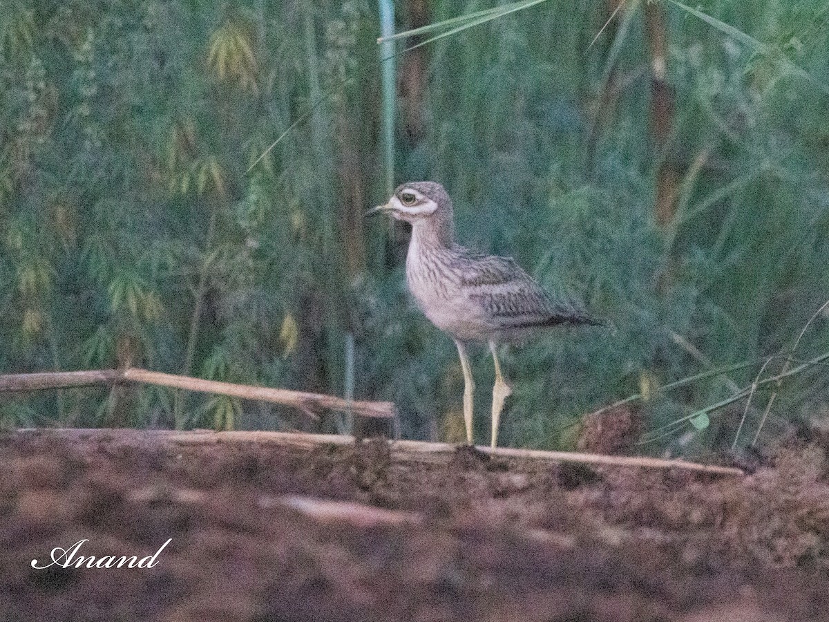 Indian Thick-knee - ML620291082