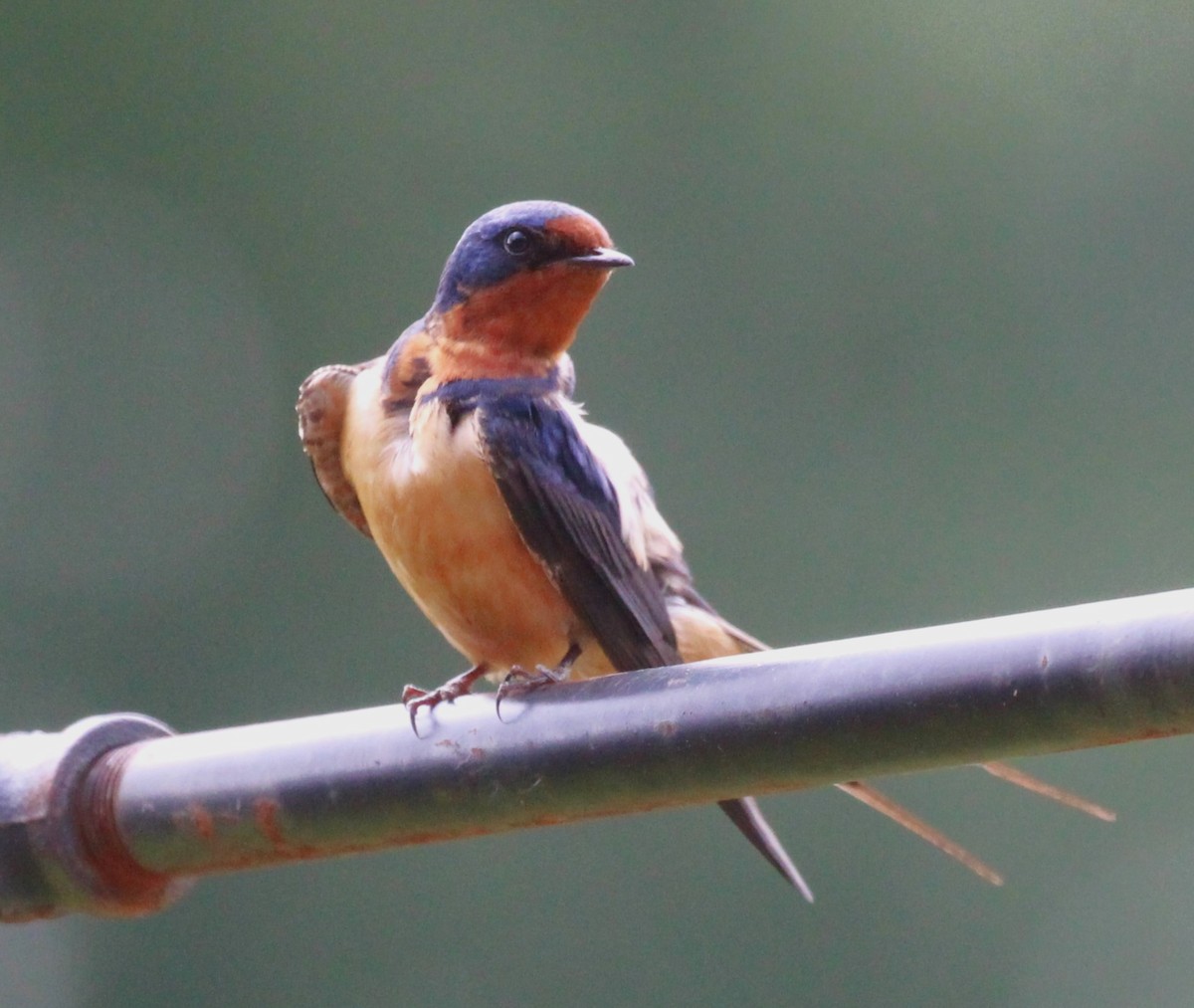 Barn Swallow - ML620291083