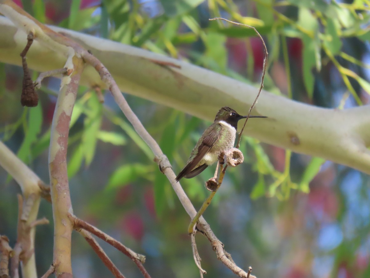 Black-chinned Hummingbird - ML620291086