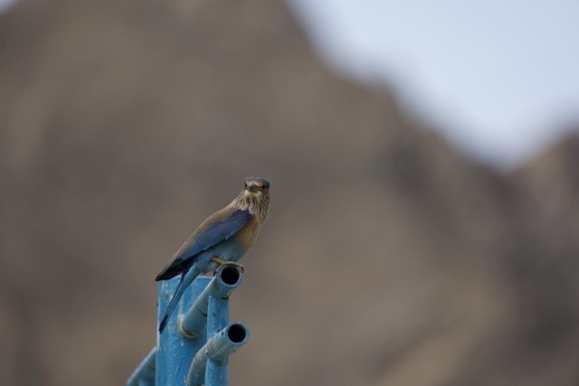 Indian Roller - Anupam Dutta