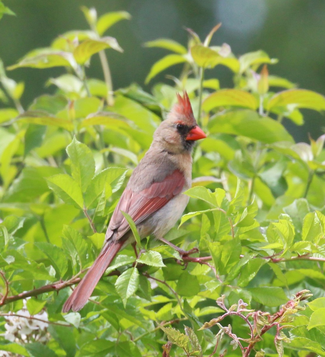 Cardinal rouge - ML620291088