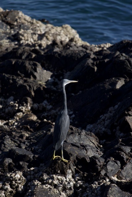 Western Reef-Heron - ML620291099