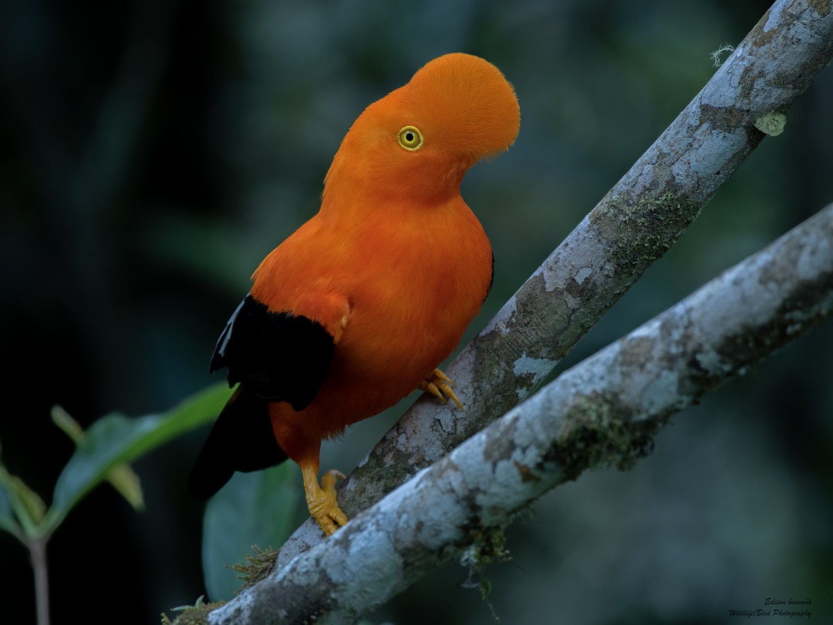 Gallito de las Rocas Peruano - ML620291102