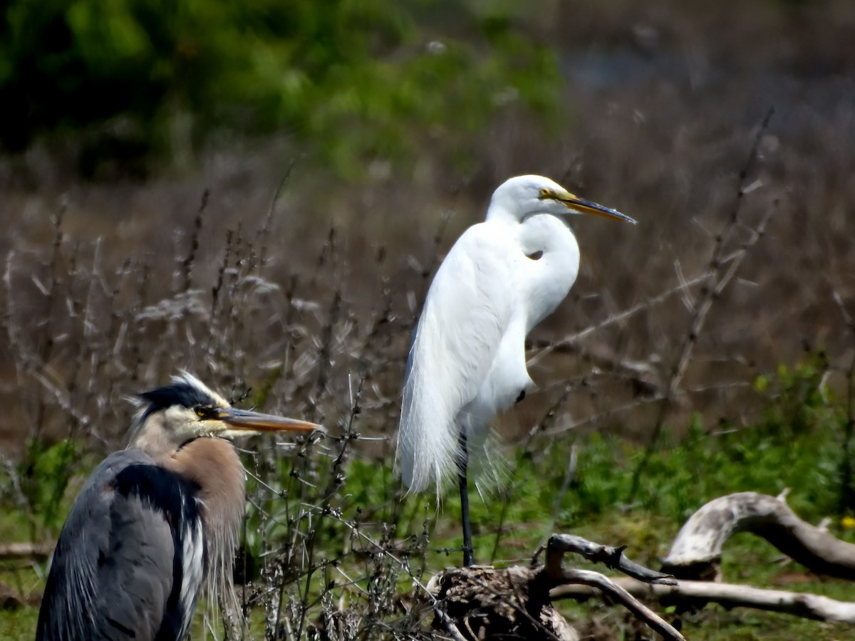 Great Egret - Pat McGrane