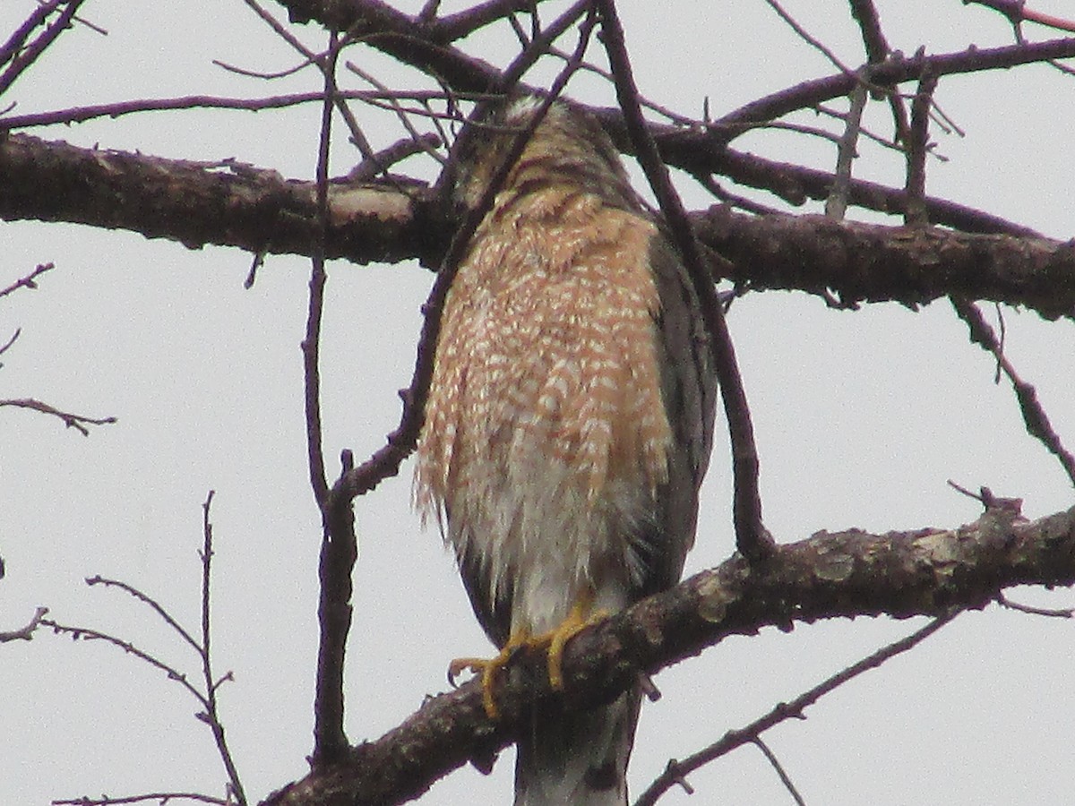 Cooper's Hawk - ML620291113