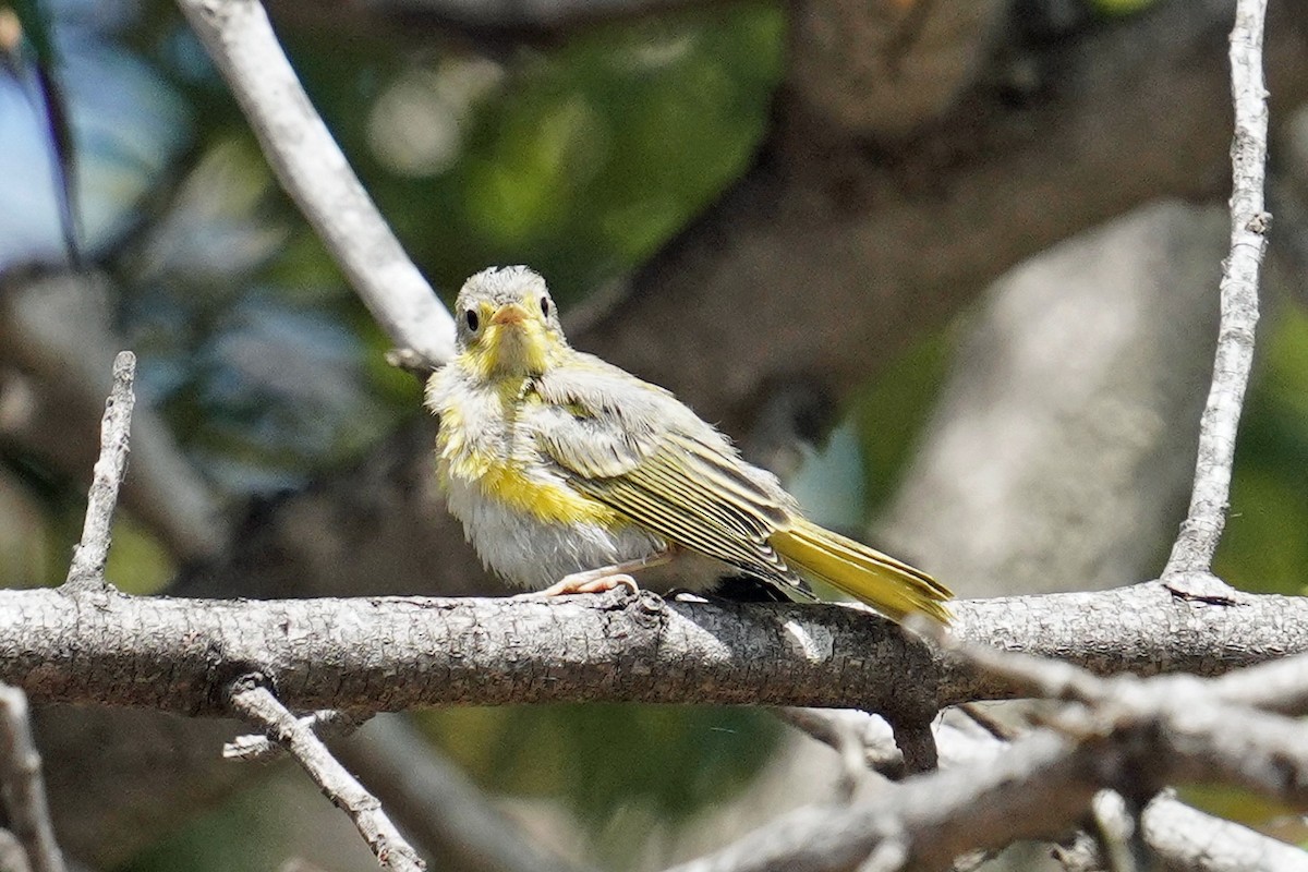 Yellow Warbler - ML620291117