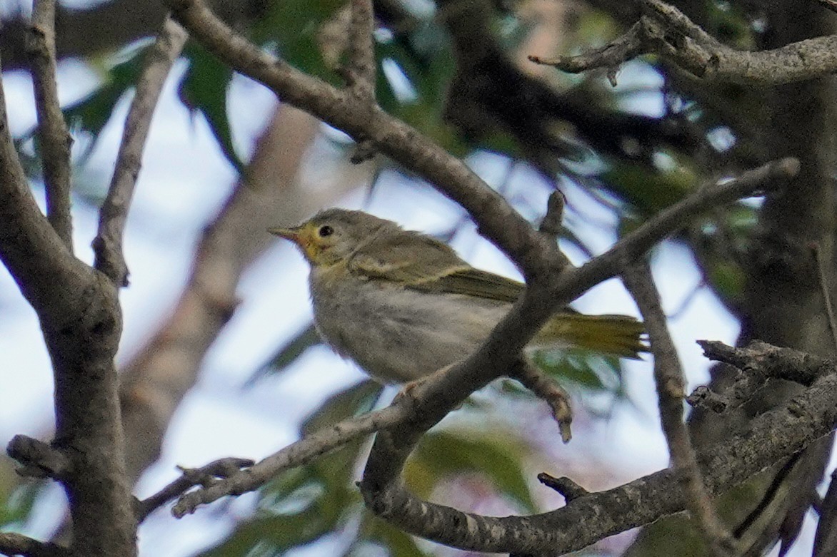 Paruline jaune - ML620291119