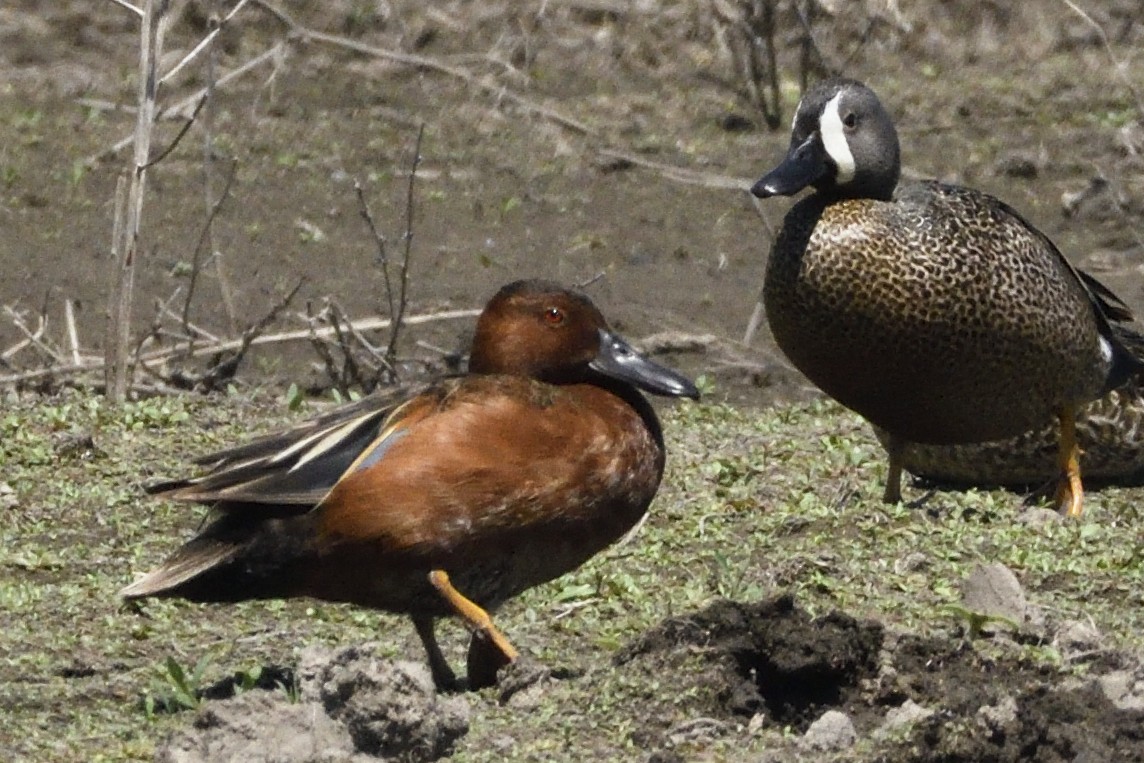 Cinnamon Teal - Pat McGrane