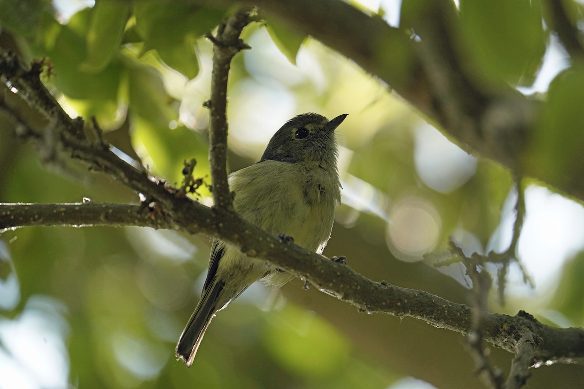 Hutton's Vireo - ML620291127