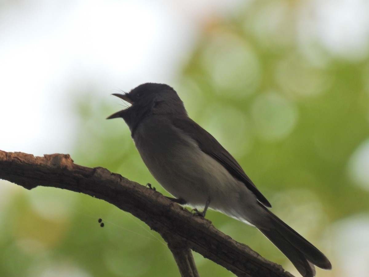 Black-naped Monarch - ML620291131