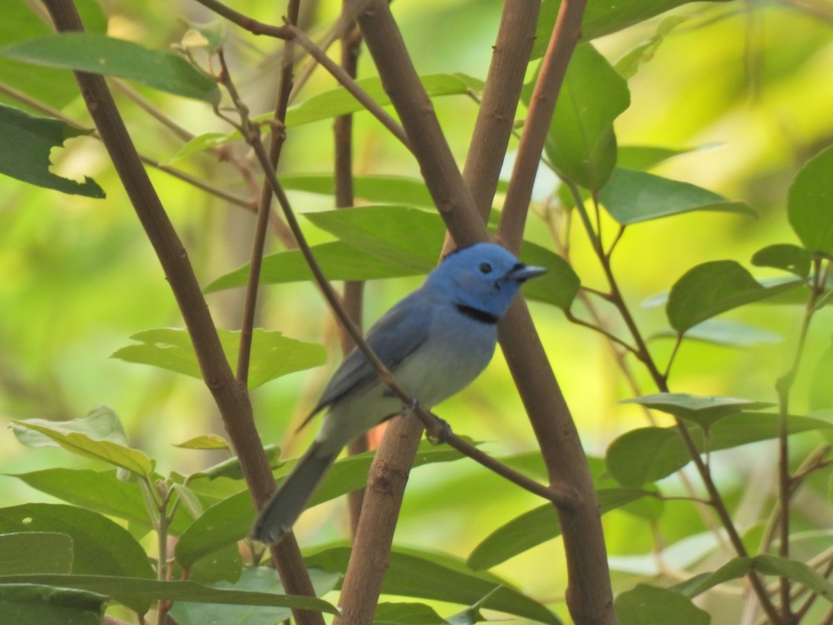 Black-naped Monarch - ML620291132