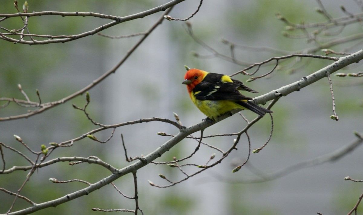 Western Tanager - ML620291135