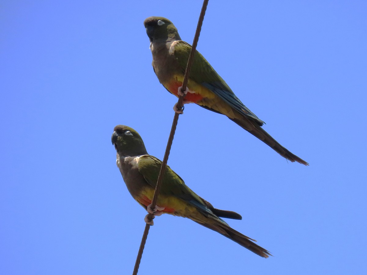 Conure de Patagonie - ML620291137