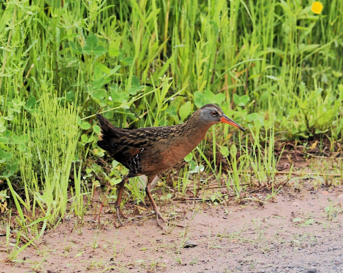 Virginia Rail - ML620291138