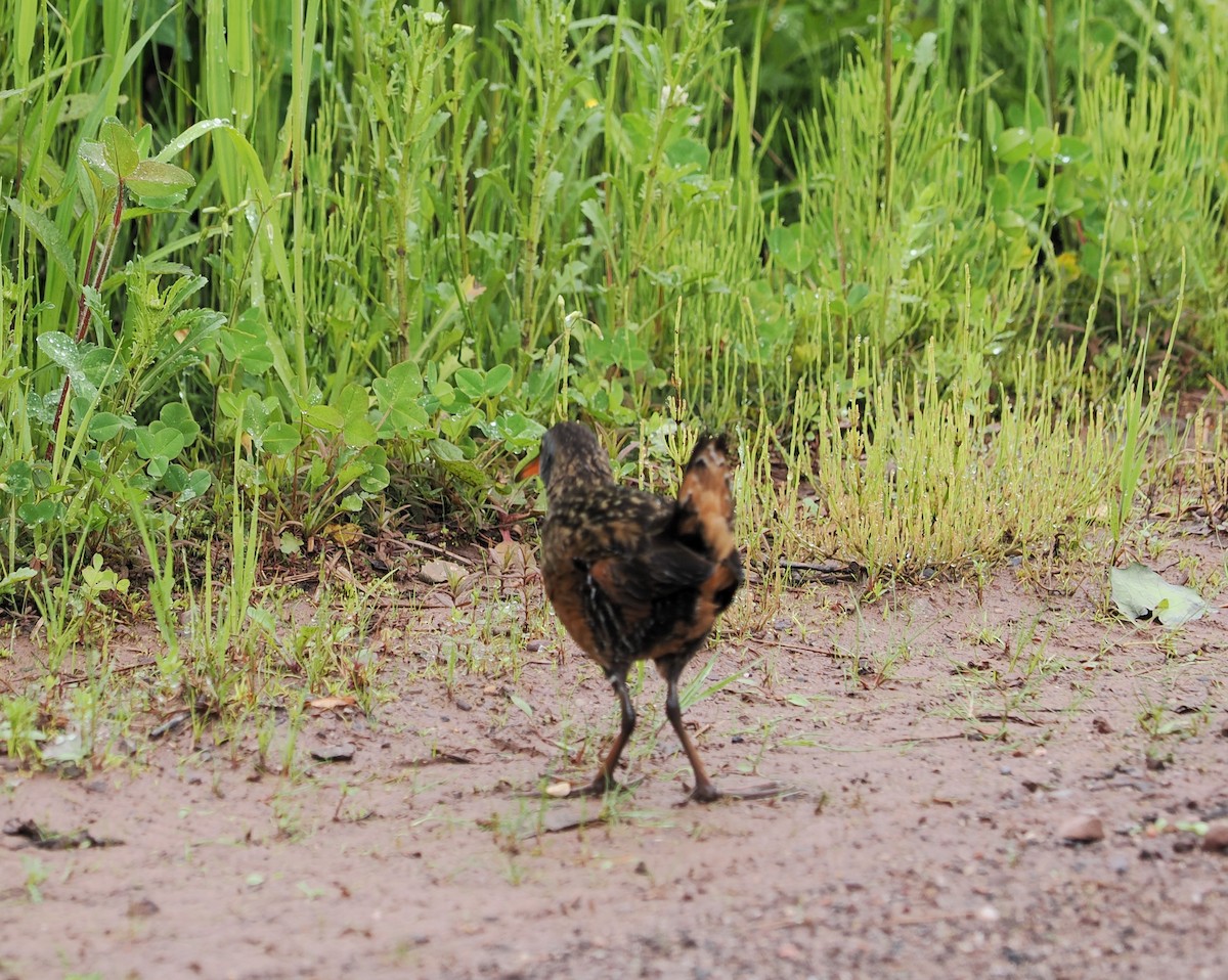 Virginia Rail - ML620291139