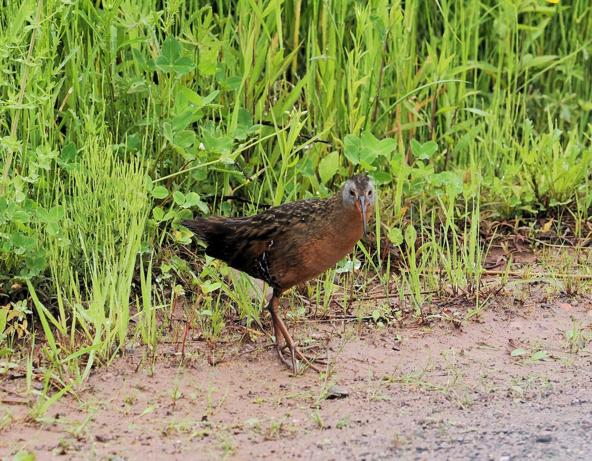 Virginia Rail - ML620291140