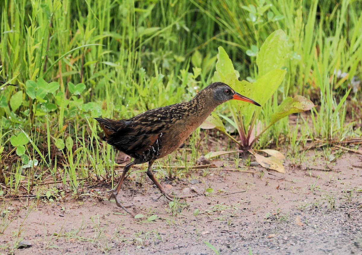 Virginia Rail - ML620291141