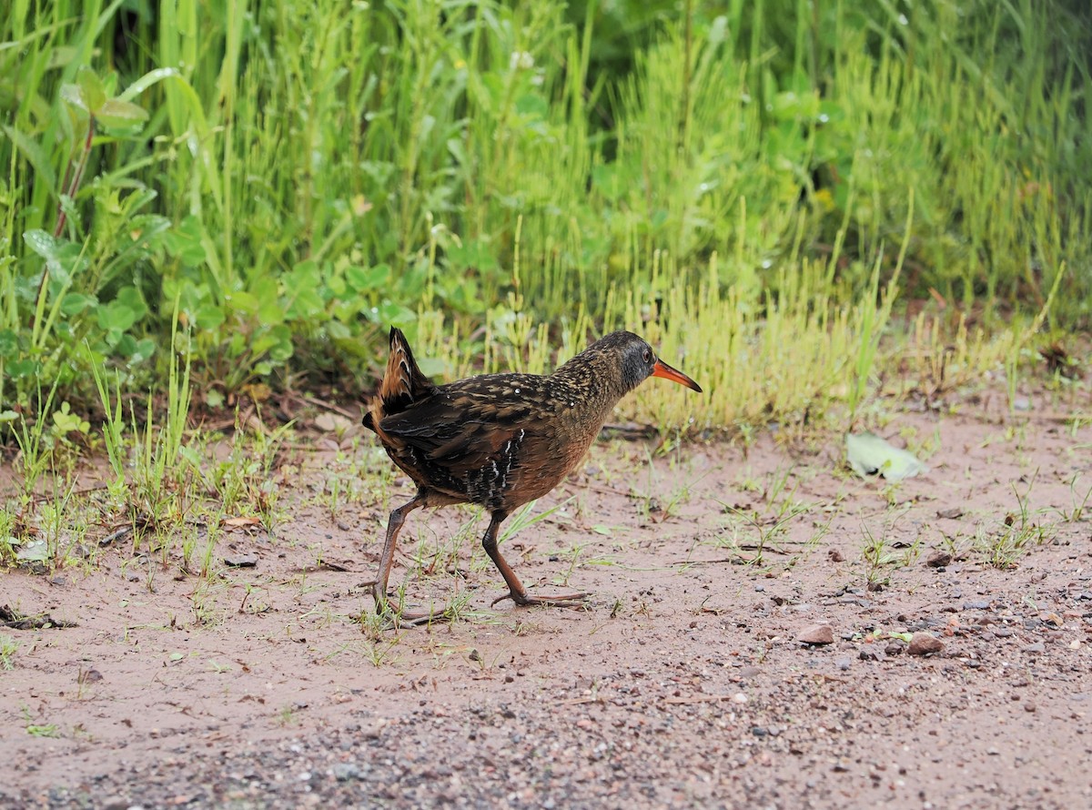 Virginia Rail - ML620291142