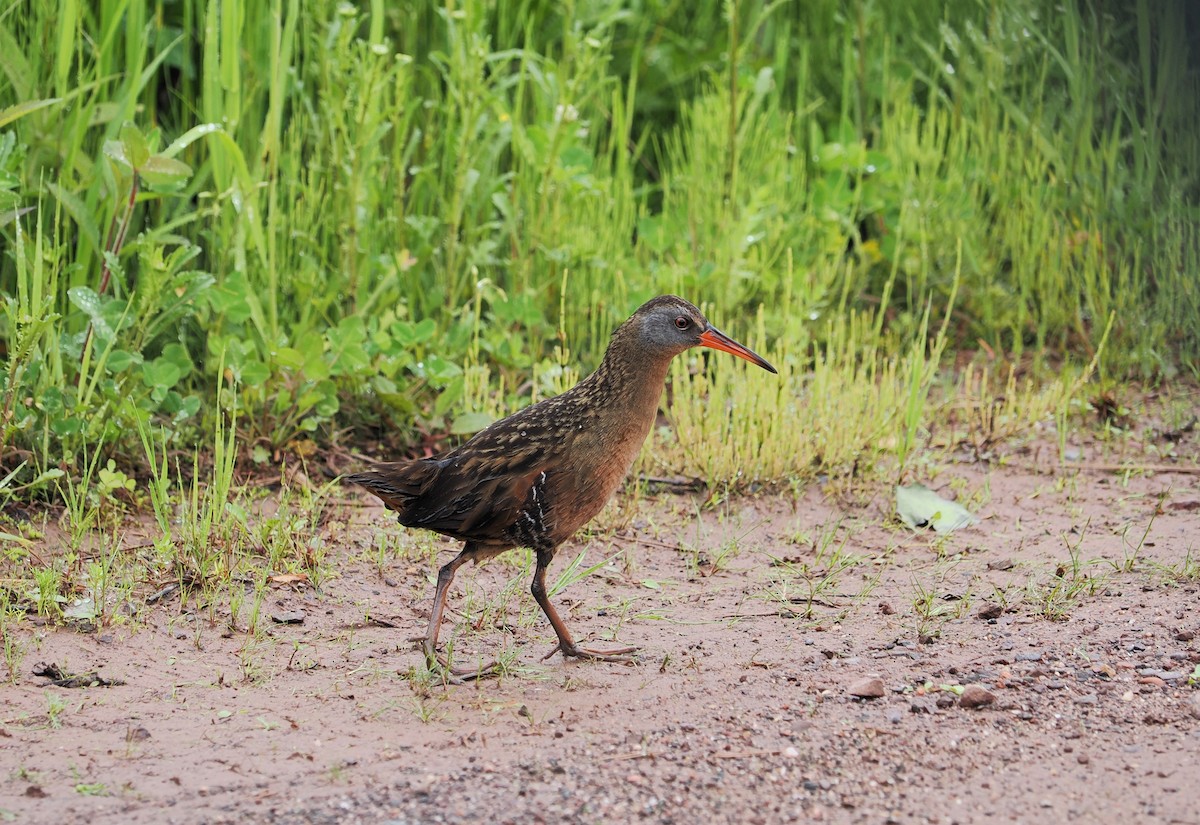 Virginia Rail - ML620291144