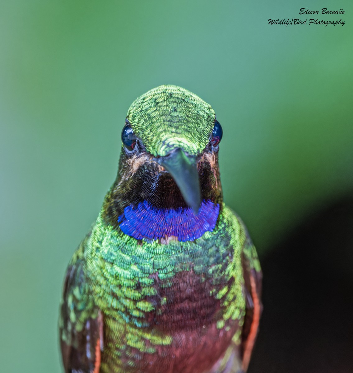 kolibřík zelenoprsý - ML620291155