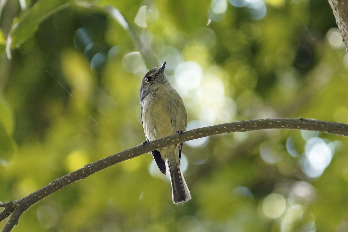 Hutton's Vireo - ML620291159