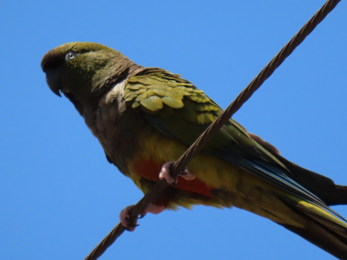 Conure de Patagonie - ML620291161