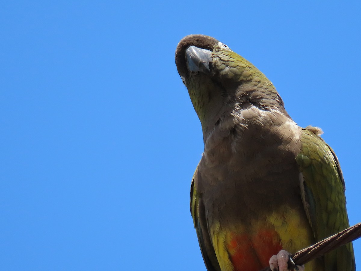 Burrowing Parakeet - ML620291162