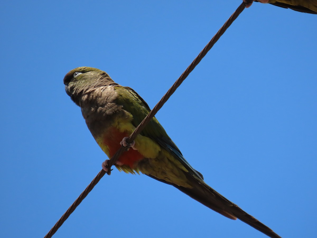 Patagonya Papağanı - ML620291166