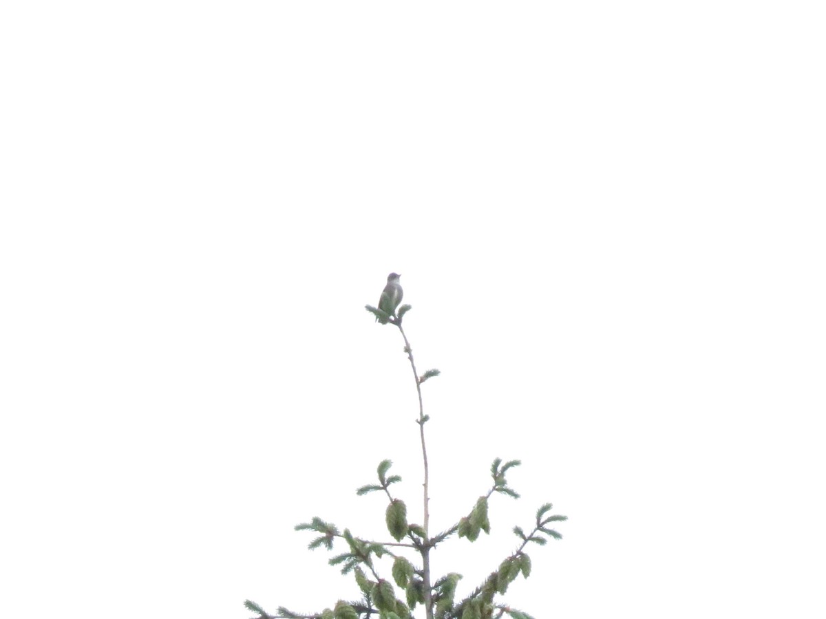Olive-sided Flycatcher - ML620291168