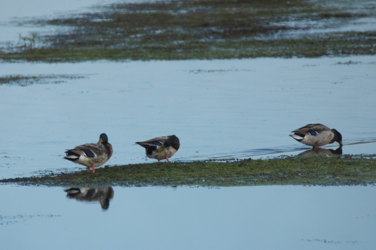 Canard colvert - ML620291170